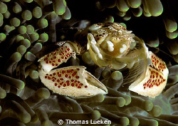 found in Lembeh; D200 by Thomas Lueken 
